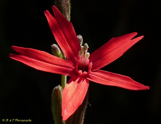{Silene virginica}